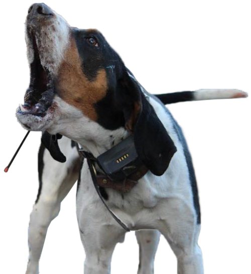 GPS Dog Collars