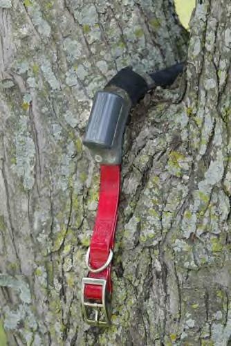 Dog Tracking Collars
