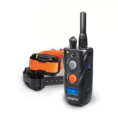 Hunting Dog Training